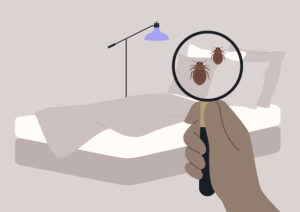 How to Locate and Remove Bed Bugs on Your Mattress
